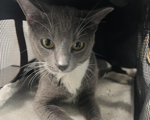 Shelter Stray Female Cat last seen Near BLOCK E ITHACA PL, AURORA CO 80013 5421, 2080 S Quebec St, Denver, CO 80231, USA