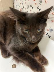 Shelter Stray Male Cat last seen Near BLOCK 37TH ST, JURUPA VALLEY, CA, 6851 Van Buren Boulevard, Jurupa Valley, CA 92509, USA