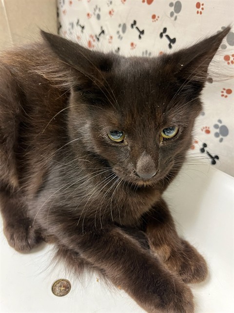 Shelter Stray Male Cat last seen Near BLOCK 37TH ST, JURUPA VALLEY, CA, 6851 Van Buren Boulevard, Jurupa Valley, CA 92509, USA