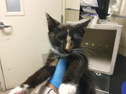 Shelter Stray Female Cat last seen Near BLOCK 37TH ST, JURUPA VALLEY, CA, 6851 Van Buren Boulevard, Jurupa Valley, CA 92509, USA