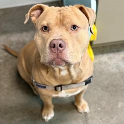 Shelter Stray Male Dog last seen CR 44/CR 473, LEESBURG, 12280 County Rd 448, Tavares, FL 32778, USA