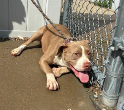 Shelter Stray Male Dog last seen Near BLOCK MIX AVE, 3528 Newburg Rd, Louisville, KY 40218, USA