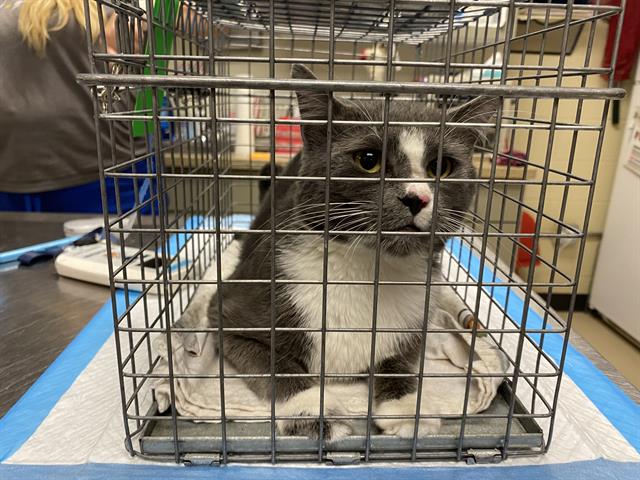 Shelter Stray Male Cat last seen Near BLOCK N 24TH ST, 3839 W Burnham St, West Milwaukee, WI 53215, USA