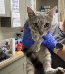 Shelter Stray Female Cat last seen Near BLOCK N 24TH ST, 3839 W Burnham St, West Milwaukee, WI 53215, USA