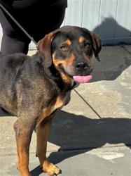 Shelter Stray Male Dog last seen Near BLOCK S. HURSTBOURNE, 3528 Newburg Rd, Louisville, KY 40218, USA