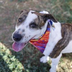 Shelter Stray Male Dog last seen FOUND AT BUSINESS ON 207 W CHAVANEAUX, 4710 TX-151, San Antonio, TX 78227, USA