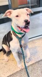 Shelter Stray Female Dog last seen , 3201 Lacy St, Los Angeles, CA 90031, USA