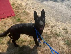 Shelter Stray Female Dog last seen Near BLOCK 200TH AVE SE, AUBURN WA 98092, 21615 64th Ave S, Kent, WA 98032, USA