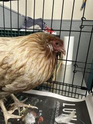 Shelter Stray Unknown Bird last seen Near BLOCK FLY FISHER ST, LAS VEGAS NV 89113, 655 N Mojave Rd, Las Vegas, NV 89101, USA