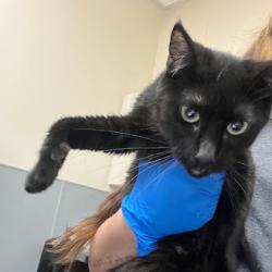 Shelter Stray Female Cat last seen Near BLOCK E PATRICK LN, LAS VEGAS NV 89120, 655 N Mojave Rd, Las Vegas, NV 89101, USA