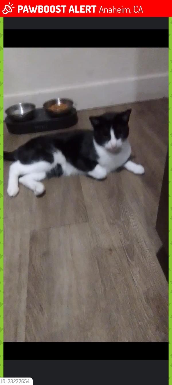 Lost Male Cat last seen Dale and broadway, Anaheim, CA 92804