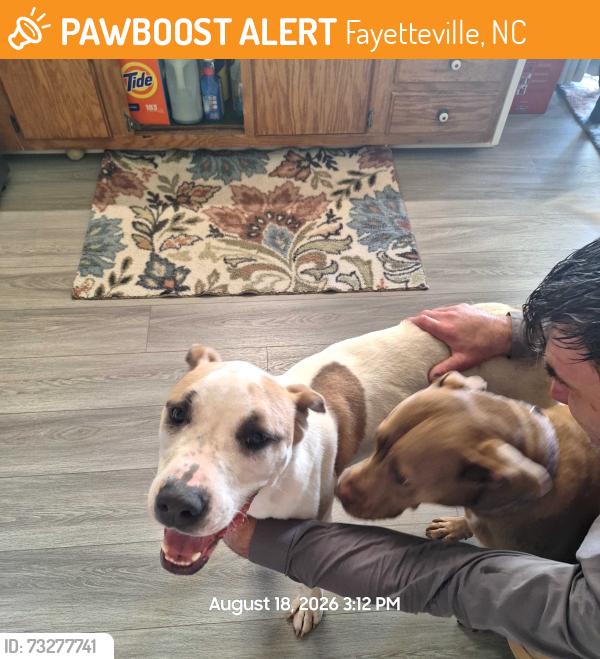 Found/Stray Female Dog last seen Yadkin and Sante Fa, Fayetteville, NC 28303