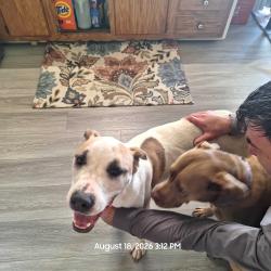 Found/Stray Female Dog last seen Yadkin and Sante Fa, Fayetteville, NC 28303