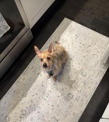 Reunited Male Dog last seen Jefferson Park, Chicago, IL 60616