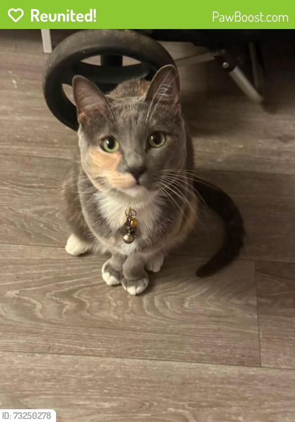 Reunited Female Cat last seen Lincoln, El Cajon, CA 92020