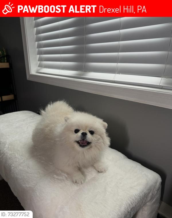 Lost Female Dog last seen Burmont rd/ school lane drexel hill, Drexel Hill, PA 19026