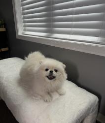 Lost Female Dog last seen Burmont rd/ school lane drexel hill, Drexel Hill, PA 19026