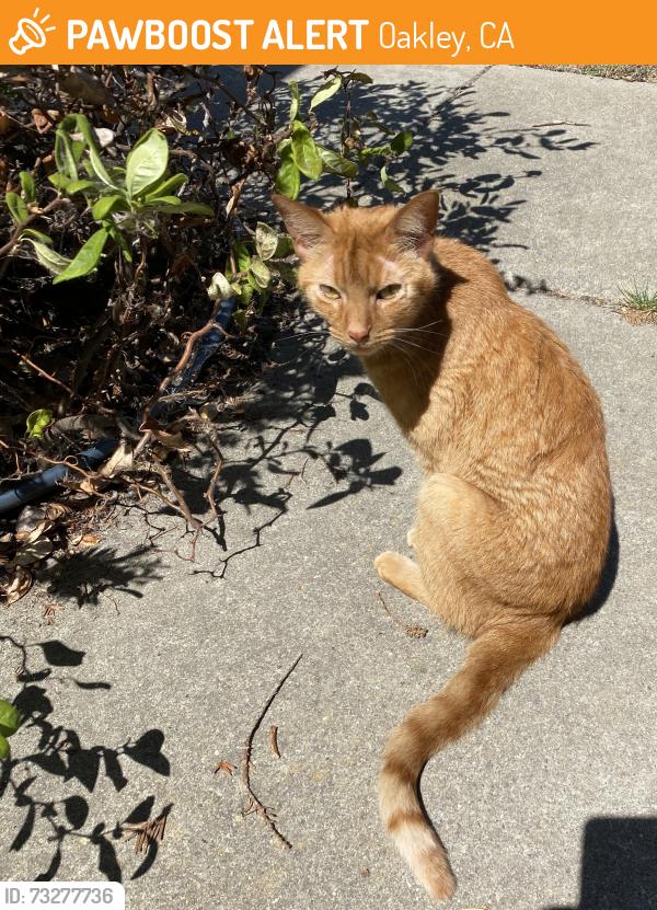 Found/Stray Male Cat last seen Vintage Parkway Rutherford Lane, Oakley, CA 94561