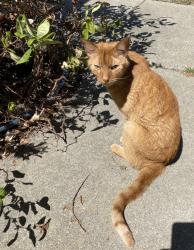Found/Stray Male Cat last seen Vintage Parkway Rutherford Lane, Oakley, CA 94561