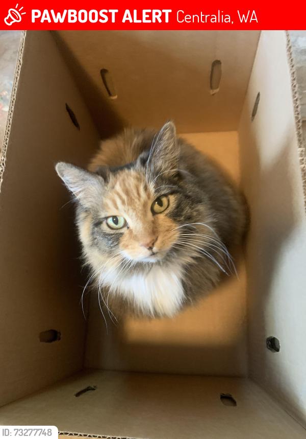 Lost Female Cat last seen Centralia College, Fullers Marketplace, Centralia, WA 98531