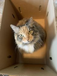 Lost Female Cat last seen Centralia College, Fullers Marketplace, Centralia, WA 98531