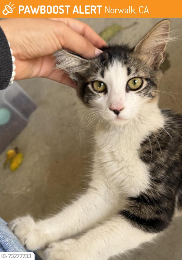 Found/Stray Female Cat last seen Vista Verde Park, Norwalk, CA 90650