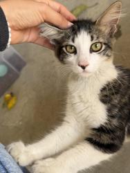 Found/Stray Female Cat last seen Vista Verde Park, Norwalk, CA 90650