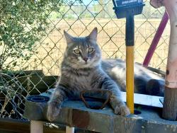 Reunited Male Cat last seen Rostrata Ave. Haygood Way, Tereticornis Avenue., Lake Elsinore, CA 92532