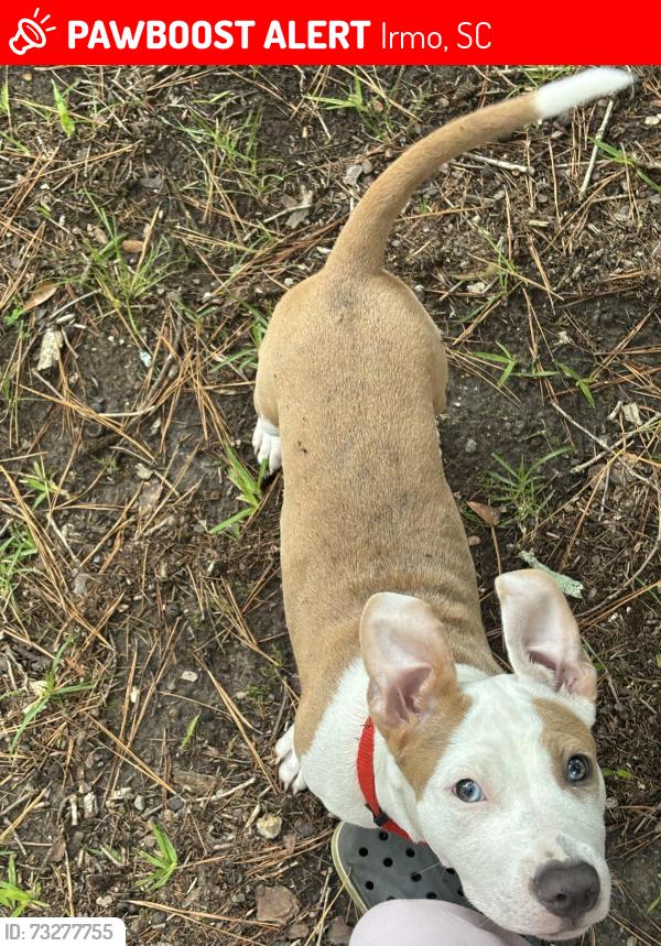 Lost Female Dog last seen Dutch fork high school, Irmo, SC 29063