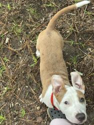 Lost Female Dog last seen Dutch fork high school, Irmo, SC 29063