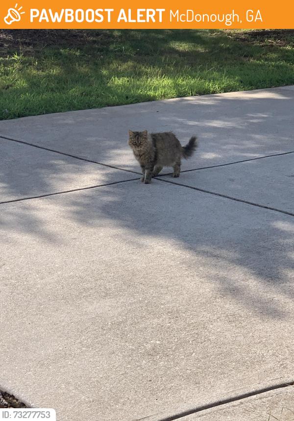 Found/Stray Unknown Cat last seen Only on Klinetop Drive, McDonough, GA 30253