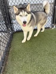 Reunited Female Dog last seen Calcite Dr Fort Worth, TX 76131, Fort Worth, TX 76131