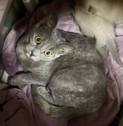 Lost Male Cat last seen Concord and present, Westminster, CO 80031