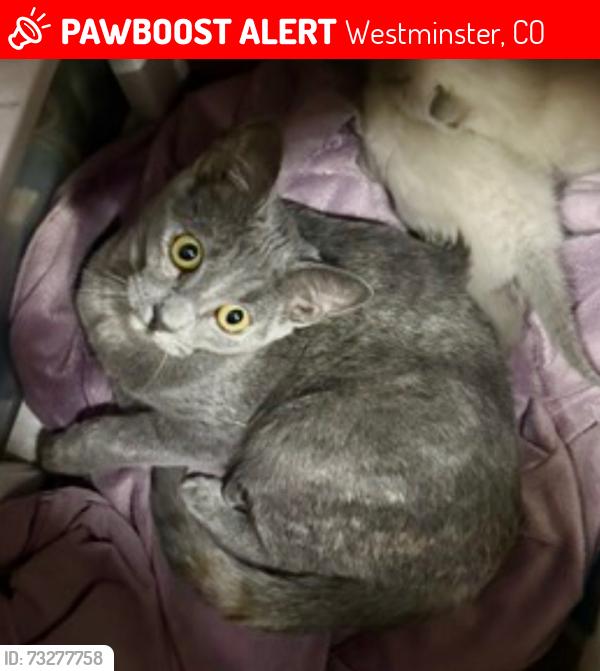 Lost Male Cat last seen Concord and present, Westminster, CO 80031