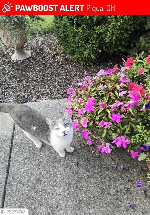 Lost Male Cat last seen New Haven Rd, Piqua, OH 45356