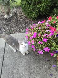 Lost Male Cat last seen New Haven Rd, Piqua, OH 45356