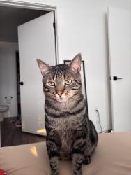 Lost Male Cat last seen Fairview and Eagle, Meridian, ID 83642