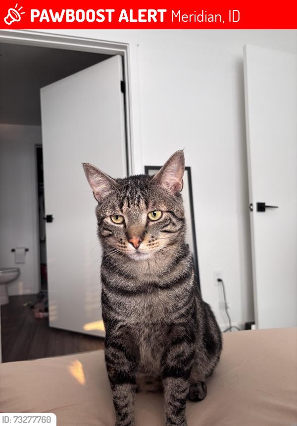 Lost Male Cat last seen Fairview and Eagle, Meridian, ID 83642