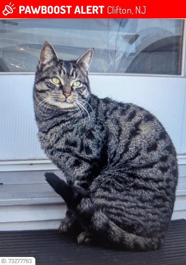 Lost Male Cat last seen Highview dr, Clifton, nj, Clifton, NJ 07013