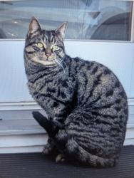 Lost Male Cat last seen Highview dr, Clifton, nj, Clifton, NJ 07013
