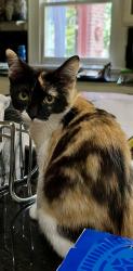 Reunited Female Cat last seen Near Otter Creek Rd, Nashville, TN, Nashville, TN 37220