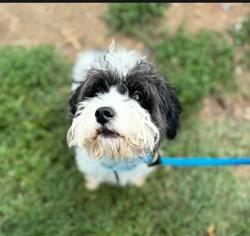 Shelter Stray Male Dog last seen S Stricker St and Hollins Ave, 21223, MD, 2490 Giles Rd, Baltimore, MD 21225, USA