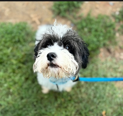 Shelter Stray Male Dog last seen S Stricker St and Hollins Ave, 21223, MD, 2490 Giles Rd, Baltimore, MD 21225, USA