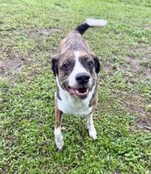 Shelter Stray Female Dog last seen Around Wendy's Homosassa, Homosassa, FL, 4030 S Airport Rd, Inverness, FL 34450, USA
