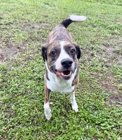 Shelter Stray Female Dog last seen Around Wendy's Homosassa, Homosassa, FL, 4030 S Airport Rd, Inverness, FL 34450, USA