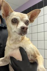 Shelter Stray Female Dog last seen Near Pasadena Cir, CITY of El Paso, TX, 5001 Fred Wilson Ave, El Paso, TX 79906, USA