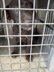 Shelter Stray Unknown Dog last seen S orange & E Laurite Ave, Fresno Zone Fresno CO 3 93725, CA, 1510 W Dan Ronquillo Dr, Fresno, CA 93706, USA