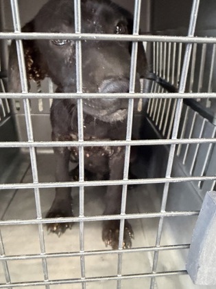 Shelter Stray Unknown Dog last seen S orange & E Laurite Ave, Fresno Zone Fresno CO 3 93725, CA, 1510 W Dan Ronquillo Dr, Fresno, CA 93706, USA