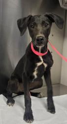 Shelter Stray Male Dog last seen N Cornelia Ave & CA-180, Fresno Zone Fresno CO 1A 93706, CA, 1510 W Dan Ronquillo Dr, Fresno, CA 93706, USA