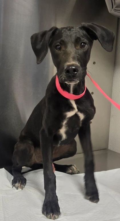 Shelter Stray Male Dog last seen N Cornelia Ave & CA-180, Fresno Zone Fresno CO 1A 93706, CA, 1510 W Dan Ronquillo Dr, Fresno, CA 93706, USA